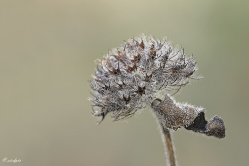 Gemeiner-Wirbeldost_Clinopodium-vulgare_20260323_0002_B_Web.jpeg