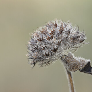 Gemeiner-Wirbeldost_Clinopodium-vulgare_20260323_0002_B_Web