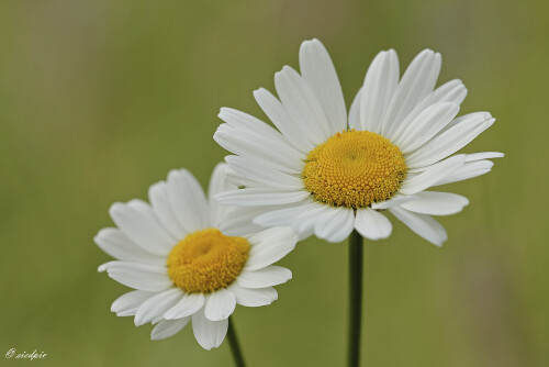 Wiesen-Margerite_Leucanthemum-vulgare_20260507_0002_B_Web.jpeg
