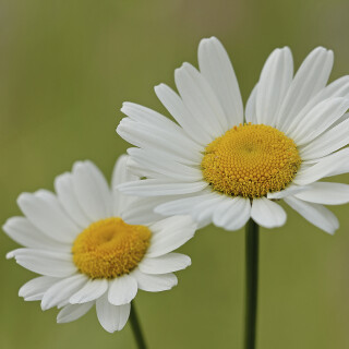 Wiesen-Margerite_Leucanthemum-vulgare_20260507_0002_B_Web