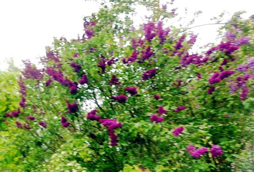 K800_Gemeiner-Flieder-Syringa-vulgaris-Hybride.jpeg