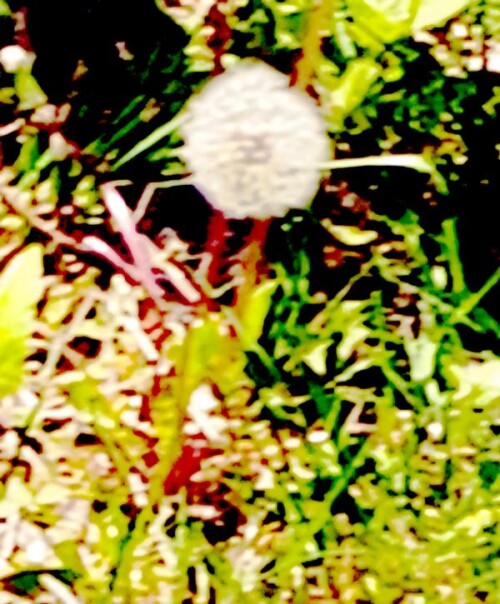 K800_Pusteblume_upscayl.jpeg