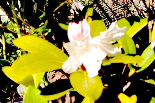 K800_Rhododendron-weisblutig1.jpeg