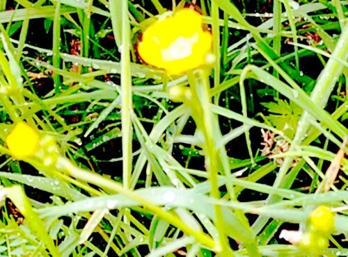 K800_Butterblume-bzw.-Kriechender-HahnenfusRanunculus-repensL..jpeg