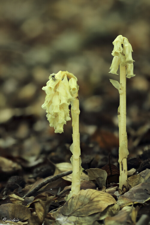 Fichtenspargel, Monotropa hypopitys, Pinesap, Dutchman's pipe

Aufnahmeort: Odenwald
Kamera: Canon EOS 7D
Objektiv: Sigma Makro 150mm
Stativ

# 00699

© Alle von mir veröffentlichten Bilder unterliegen dem Urheberrecht und dürfen ohne meine schriftliche Genehmigung nicht verwendet werden.
