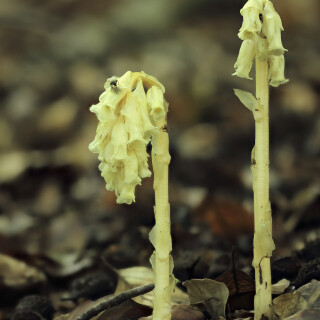 Fichtenspargel_Monotropa-hypopitys_20200618_0001_10B_B_1_Web
