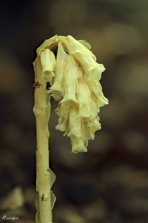 Fichtenspargel_Monotropa-hypopitys_20200618_0002_14B_B_Web.jpeg