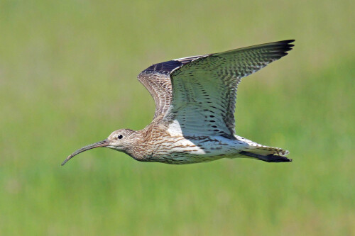 1.1-brachvogel-startet.jpeg
