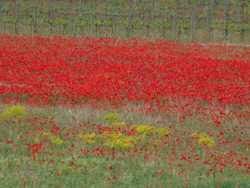 bluhender-mohn-1.jpeg