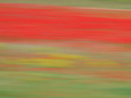 bluhender-mohn-2.jpeg