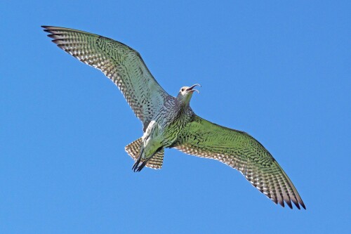 brachvogel-flug-1.jpeg