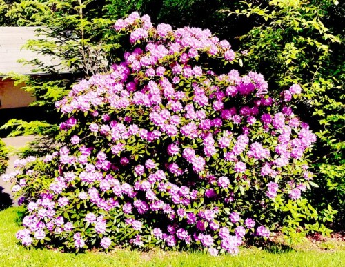 K800_Pontischer-Rhododendron.jpeg