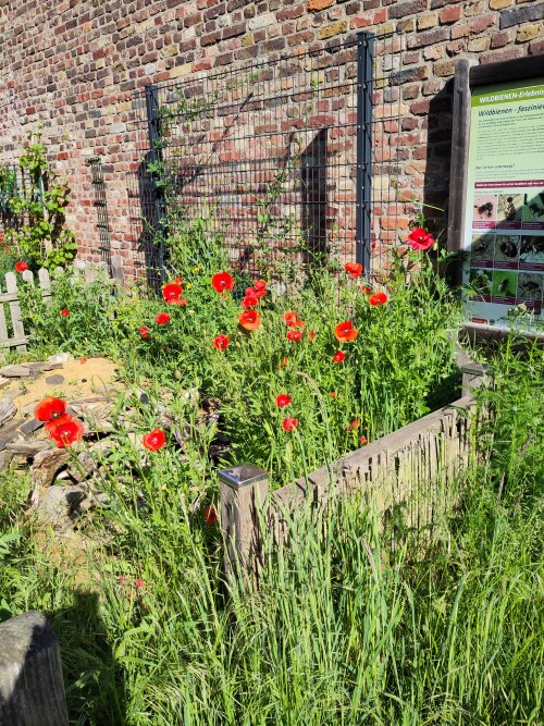 Wildblumenwiese für die Wildbienen