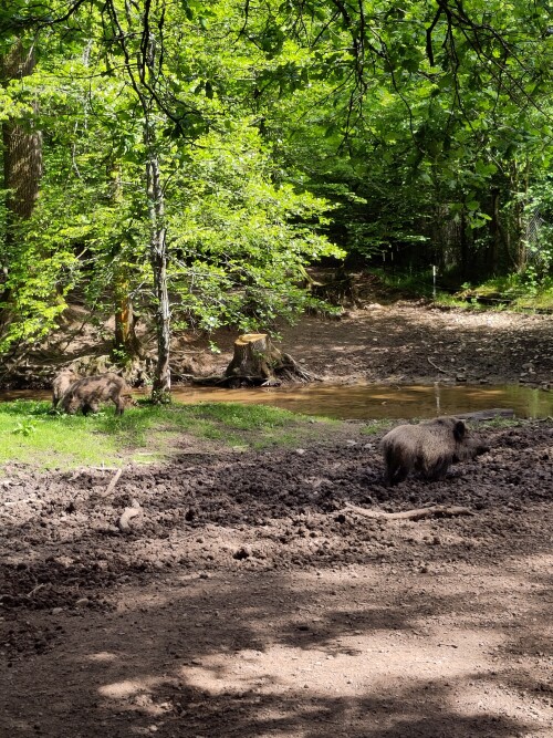 Brücker Wildtiergehege