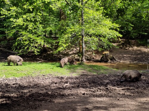 Wildtiergehege Brück