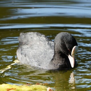 Blushuhn-im-Wasserspiegel