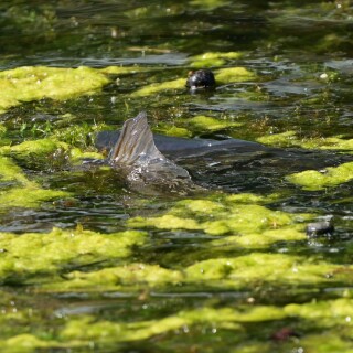 Karpfenflose