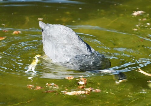 Kofchen-unter-Wasser.jpeg