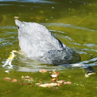 Kofchen-unter-Wasser