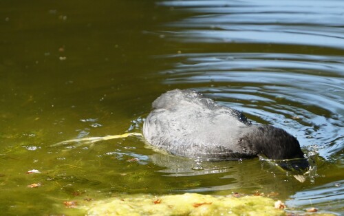 Schnabel-in-das-Wasser.jpeg