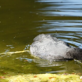 Schnabel-in-das-Wasser