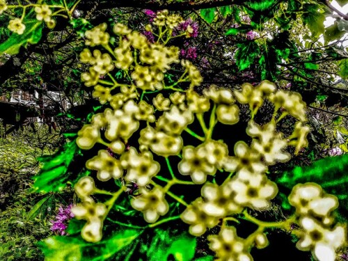 K800_Bluten-eines-Speierlings-2.jpeg