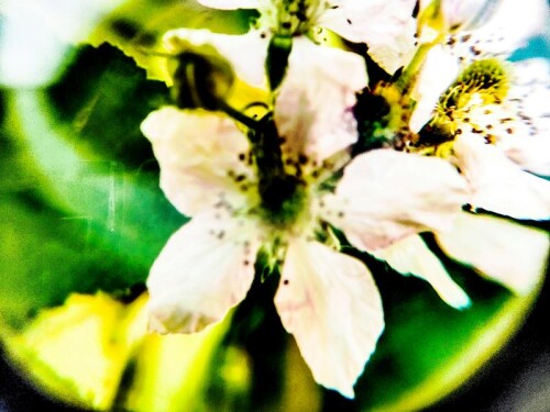 K800_BrombeerbluteRosa-fruticosaL-2.jpeg