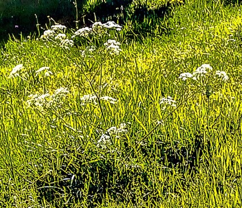Wiesen-Kerbel(Anthriscus sylvestris(L.)Hoffm.) in einem Rasen bzw. in einer Wiese Mai 2026
https://de.wikipedia.org/wiki/Wiesen-Kerbel