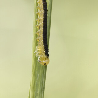 Schwarze-Getreideblattwespe_Dolerus-nitens_20260602_0003_B_Web