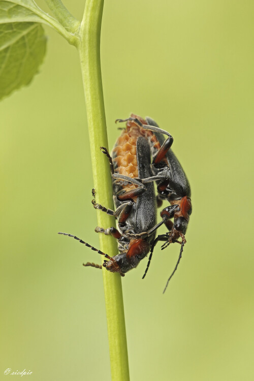 Weichkäfer, Cantharis rustica, Rustic sailor beetle

Aufnahmeort: Odenwald
Kamera: Canon EOS 60D	
Objektiv: Sigma Makro 150mm
Stativ

# 00705

© Alle von mir veröffentlichten Bilder unterliegen dem Urheberrecht und dürfen ohne meine schriftliche Genehmigung nicht verwendet werden.