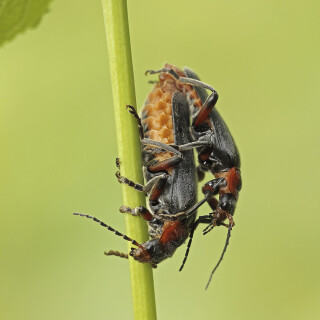Weichkaefer_Cantharis-rustica_20260507_0001_B_Web