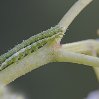 Trapezeule_Cosmia-trapezina_20260522_0002_B_Web