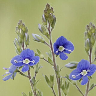 Gamander-Ehrenpreis_Veronica-chamaedrys_20260416_0002_B_Web