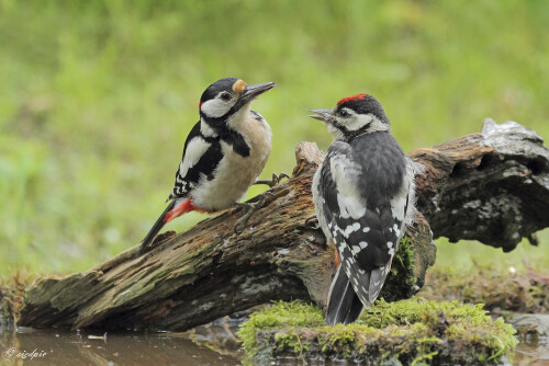 Buntspecht_Dendrocopos-major_20160614_0020_B_Web.jpeg