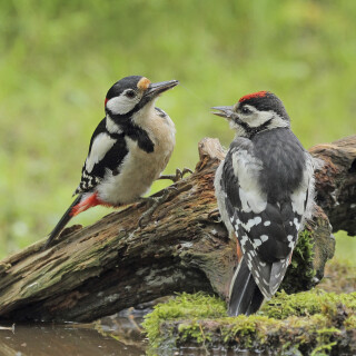 Buntspecht_Dendrocopos-major_20160614_0020_B_Web