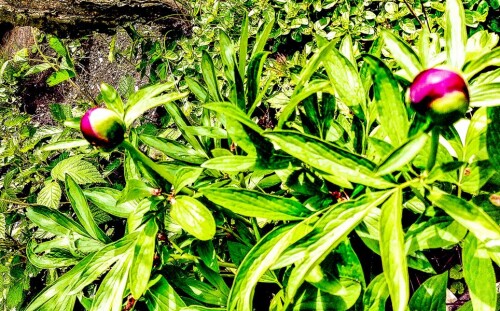 K800_Knospe-einer-PfingstrosePaeonia-officinalisL..jpeg