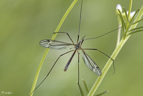 Fruehlingsschnake_Tipula-vernalis_20260409_0002_B_Web.jpeg