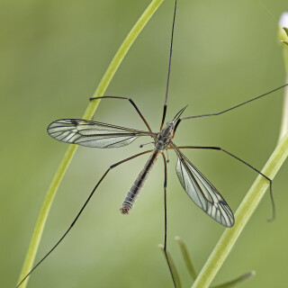 Fruehlingsschnake_Tipula-vernalis_20260409_0002_B_Web