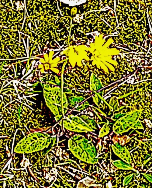 K800_Wald-HabichtskrautHieracium-murorrumL..jpg.jpeg