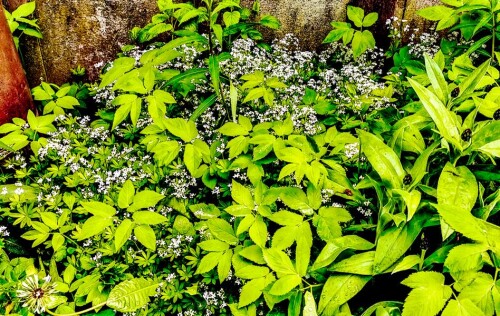K800_WaldmeisterGalium-odoratumL..jpeg