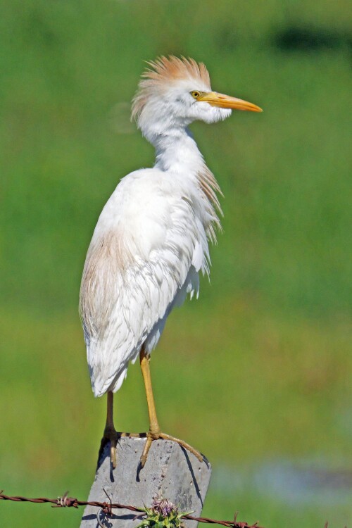 1.5-kuhreiher.jpeg