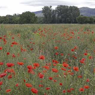 Klatschmohnfeld_20260611_0004_B_Web
