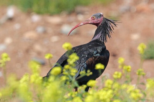 3-waldrapp-euphrat-1.jpeg