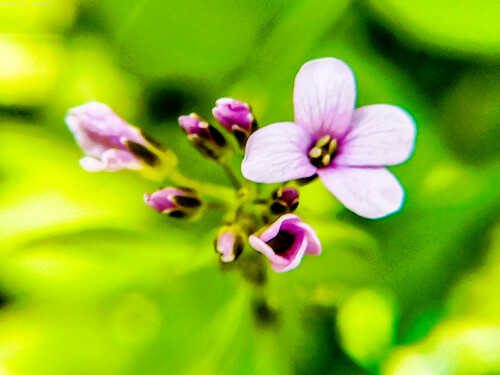 Zwiebel--ZahnwurzCardamine-bulbiferaL.Crantz-2.jpeg