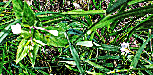 Berg-WeidenroschenEpilobium-monatnumL..jpeg