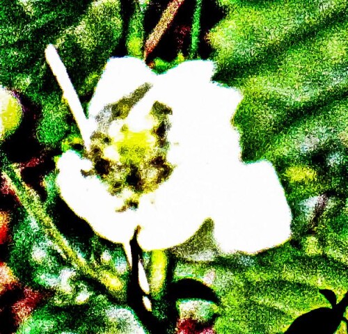 K800_Blute-einer-BrombeereRubus-sect.-Rubus.jpeg