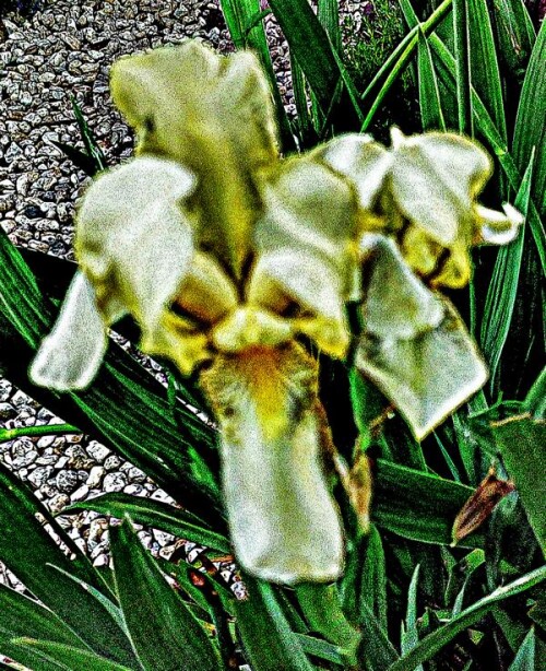 K800_Sumpf-SchwertlilieIris-pseudoacorusL..jpeg