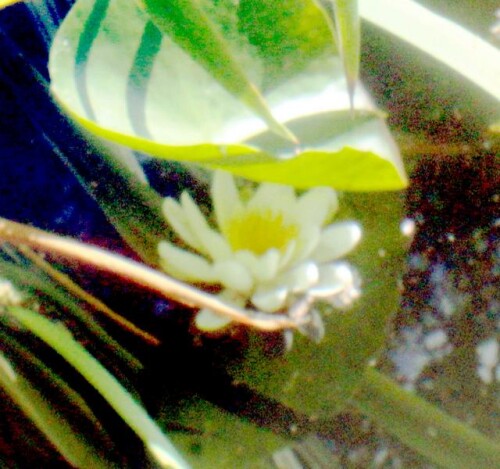 K800_Weise-SeerosenbluteNamphaea-albaL..jpeg