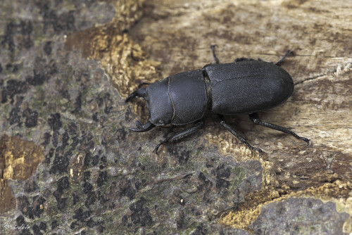Balkenschröter, Dorcus parallelipipedus, Lesser stag beetle

Aufnahmeort: Odenwald
Kamera: Canon EOS 60D
Objektiv: Sigma Makro 150mm
Stativ

# 00714

© Alle von mir veröffentlichten Bilder unterliegen dem Urheberrecht und dürfen ohne meine schriftliche Genehmigung nicht verwendet werden.