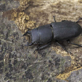 Balkenschroeter_Dorcus-parallelipipedus_20260621_0005_B_Web